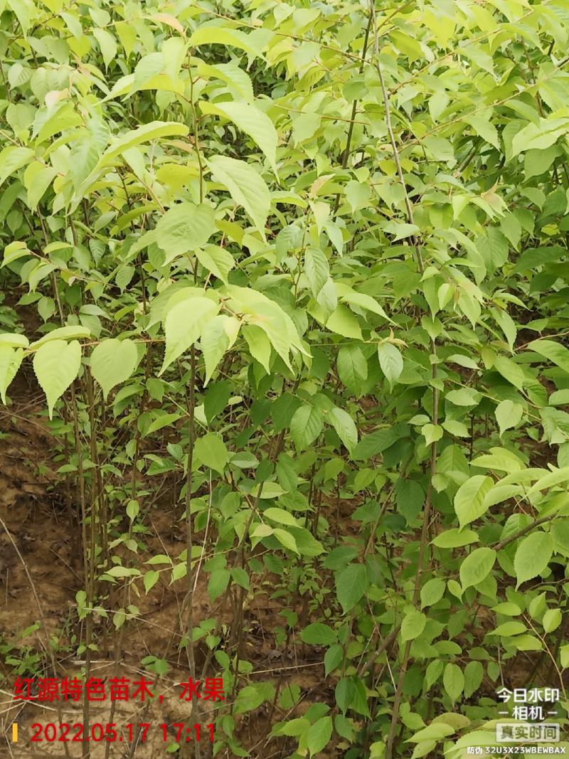 樱桃实生苗,用于嫁接,咨询,保湿发货,现挖现发