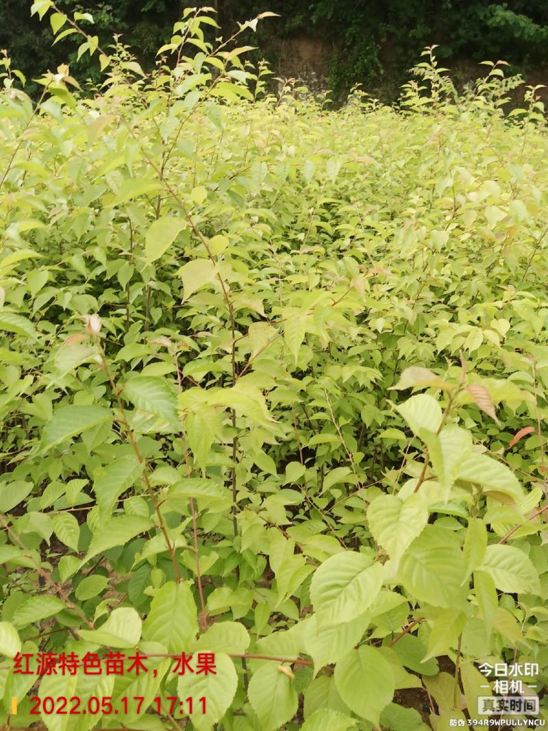 樱桃实生苗,用于嫁接,咨询,保湿发货,现挖现发