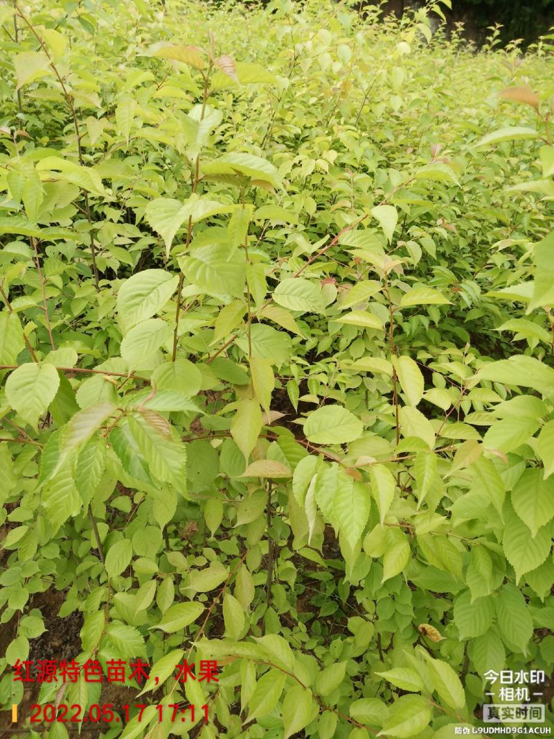 樱桃实生苗,用于嫁接,咨询,保湿发货,现挖现发