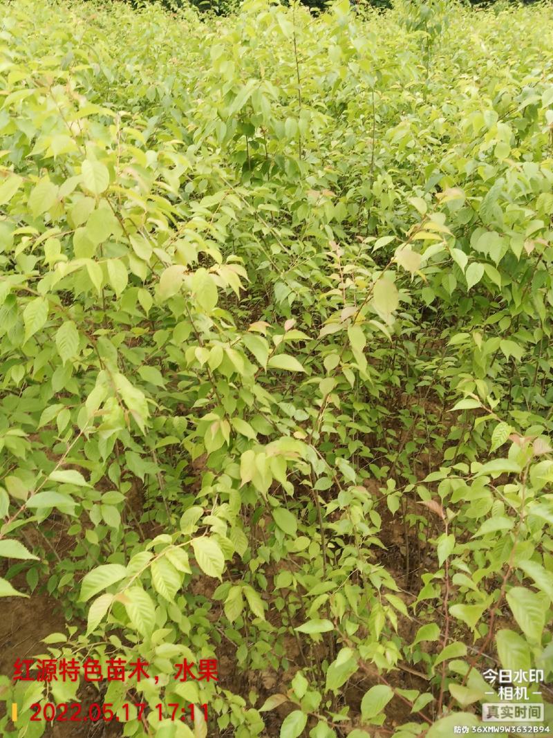 樱桃实生苗,用于嫁接,咨询,保湿发货,现挖现发