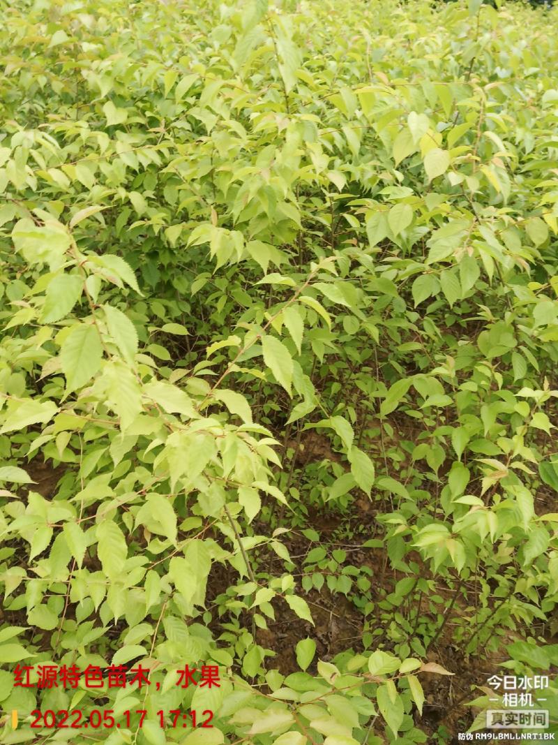 樱桃实生苗,用于嫁接,咨询,保湿发货,现挖现发