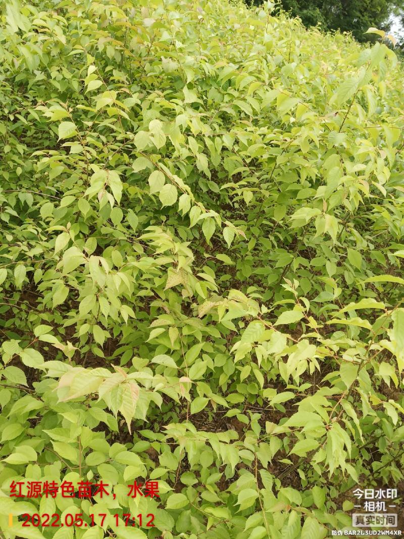 樱桃实生苗,用于嫁接,咨询,保湿发货,现挖现发