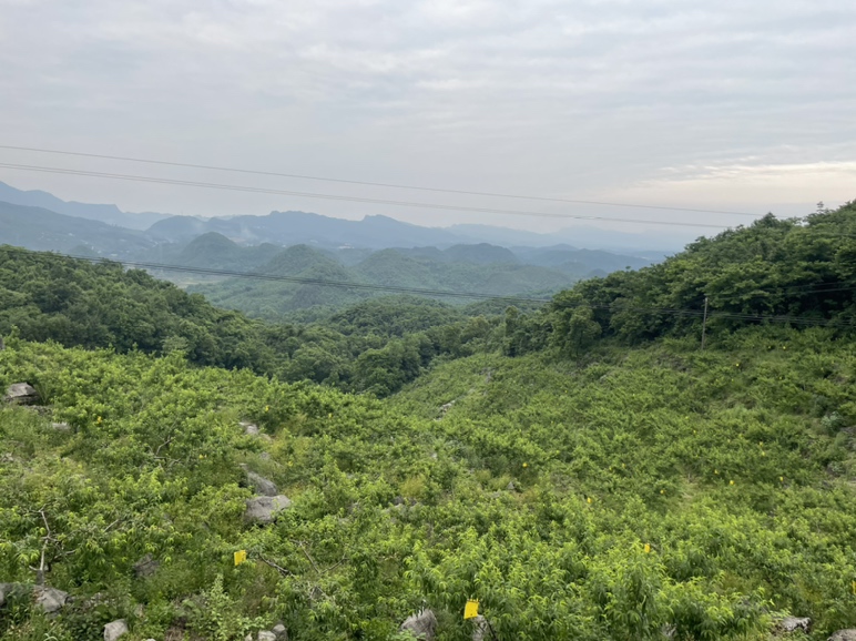 炎陵黄桃果园全景,展示大面积种植的黄桃树,果实成熟季节的景象 炎陵黄桃果园全景