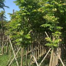 麻楝、各种规格齐全。广东普宁直发、支持视频看过。欢迎联系