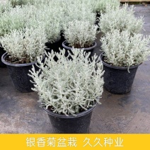 花镜植物银香菊盆栽棉杉菊秋冬室外耐寒花苗有香味花卉芙蓉菊