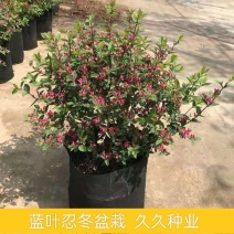 新品木本蓝叶忍冬盆栽阳台庭院开花多年生忍冬花耐寒耐热带花
