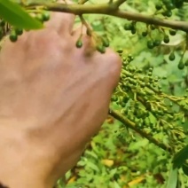 木姜子，茶叶（普洱茶）