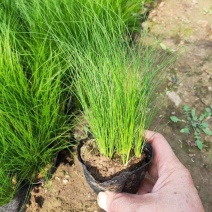 细叶芒草盆景多年生观赏草庭院花境植物抗旱耐热好养