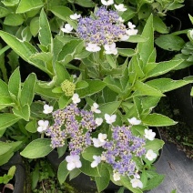 银边绣球新品种绣球透明蓝蝴蝶花绣球渐变水晶透白观叶观花