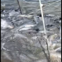 淡水大青鱼