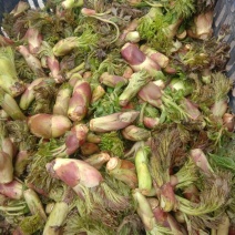 山野生菜