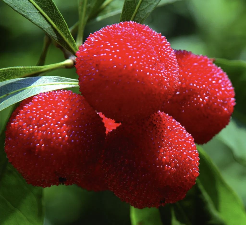 一颗饱满鲜红的东魁杨梅,表面呈现典型的瘤状突起结构,果柄完整,背景为绿色叶片,展示其自然生长状态 东魁杨梅特写