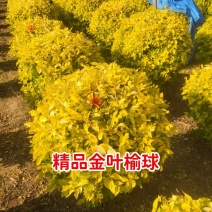 精品落地冠金叶榆球，80/1.5米金叶榆球，金叶榆地球