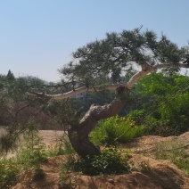 莱芜精品造型油松