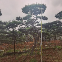 莱芜造型油松本公司主营：造型油松，造型黑松，精品赤松，