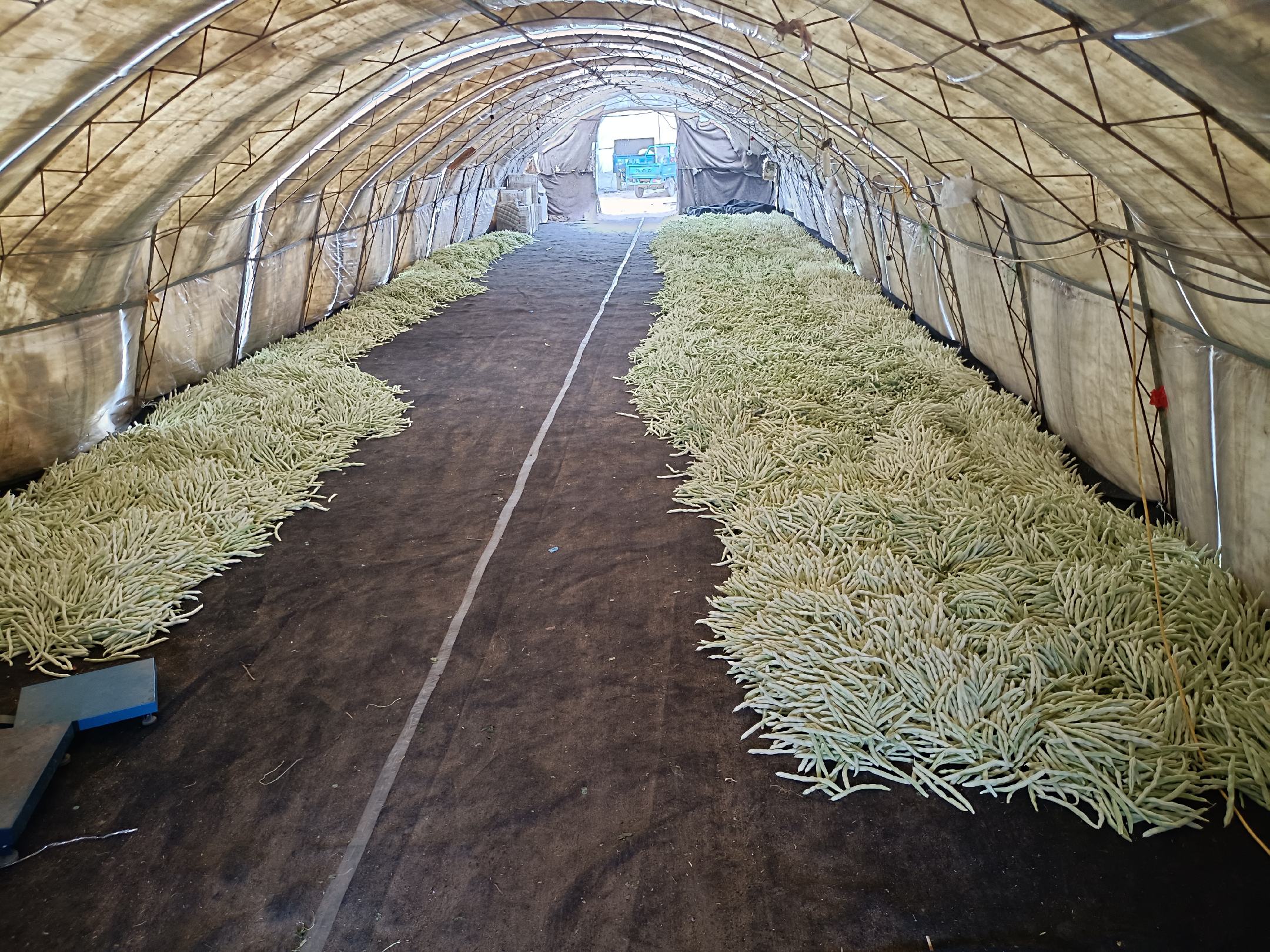 俯拍视角:青白色相间的白不老豆角段均匀铺展在浅褐色竹编晾晒匾中,背景为农家院内通风廊架,上方悬挂竹帘半遮阳,地面干燥无积水,体现‘阴干不暴晒、离地不沾尘、透气不密闭’的传统干燥要领 白不老豆角阴干储存实景图