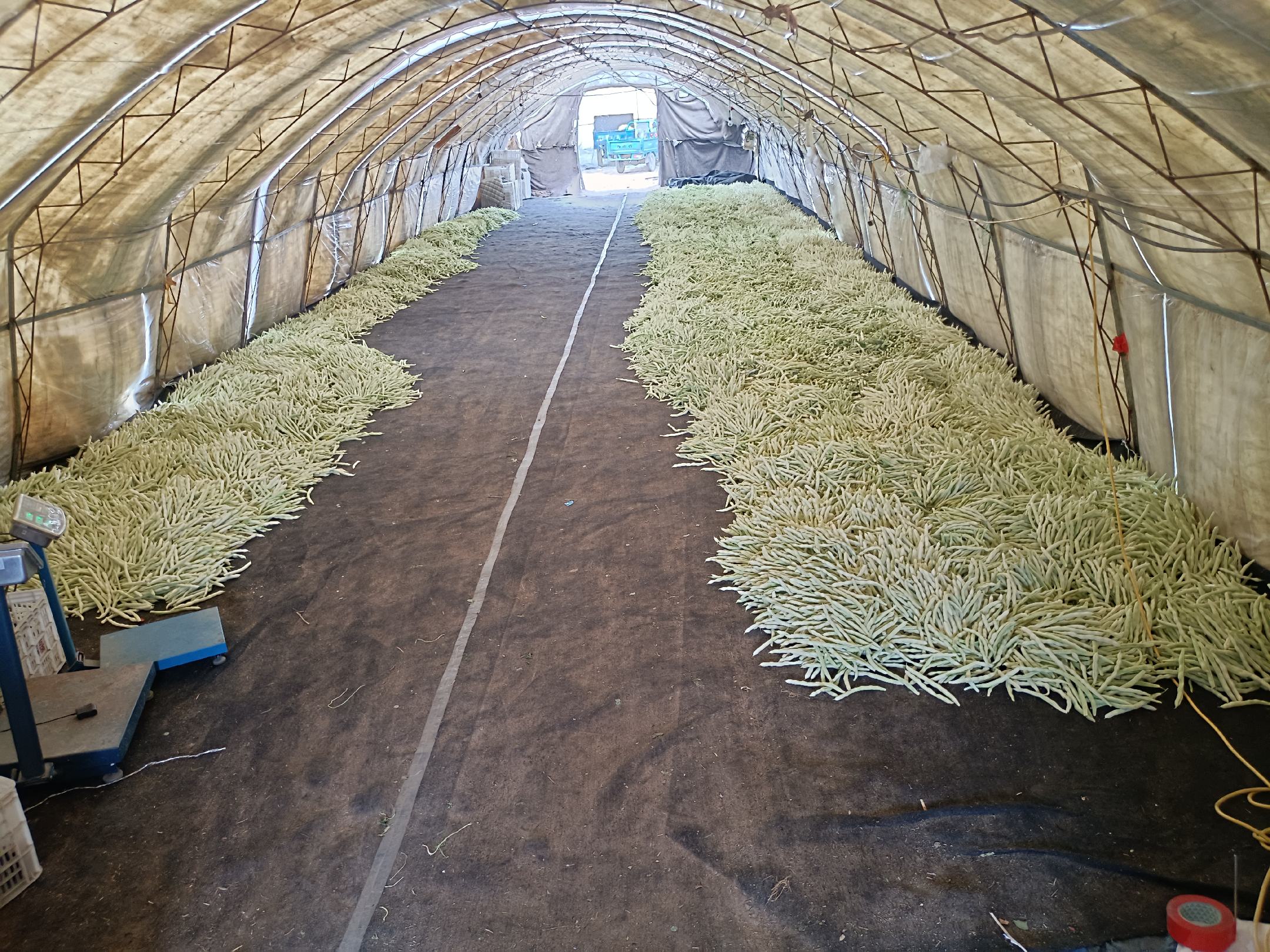 广阔的农家院落中,大量刚收获的九粒白不老芸豆被均匀摊铺在竹席或塑料布上进行自然晾晒,阳光照射下豆粒泛出柔和的乳白色光泽,几位农民正在翻动豆子以确保干燥均匀,远处停放着农用车辆和编织袋堆 晾晒中的九粒白不老芸豆