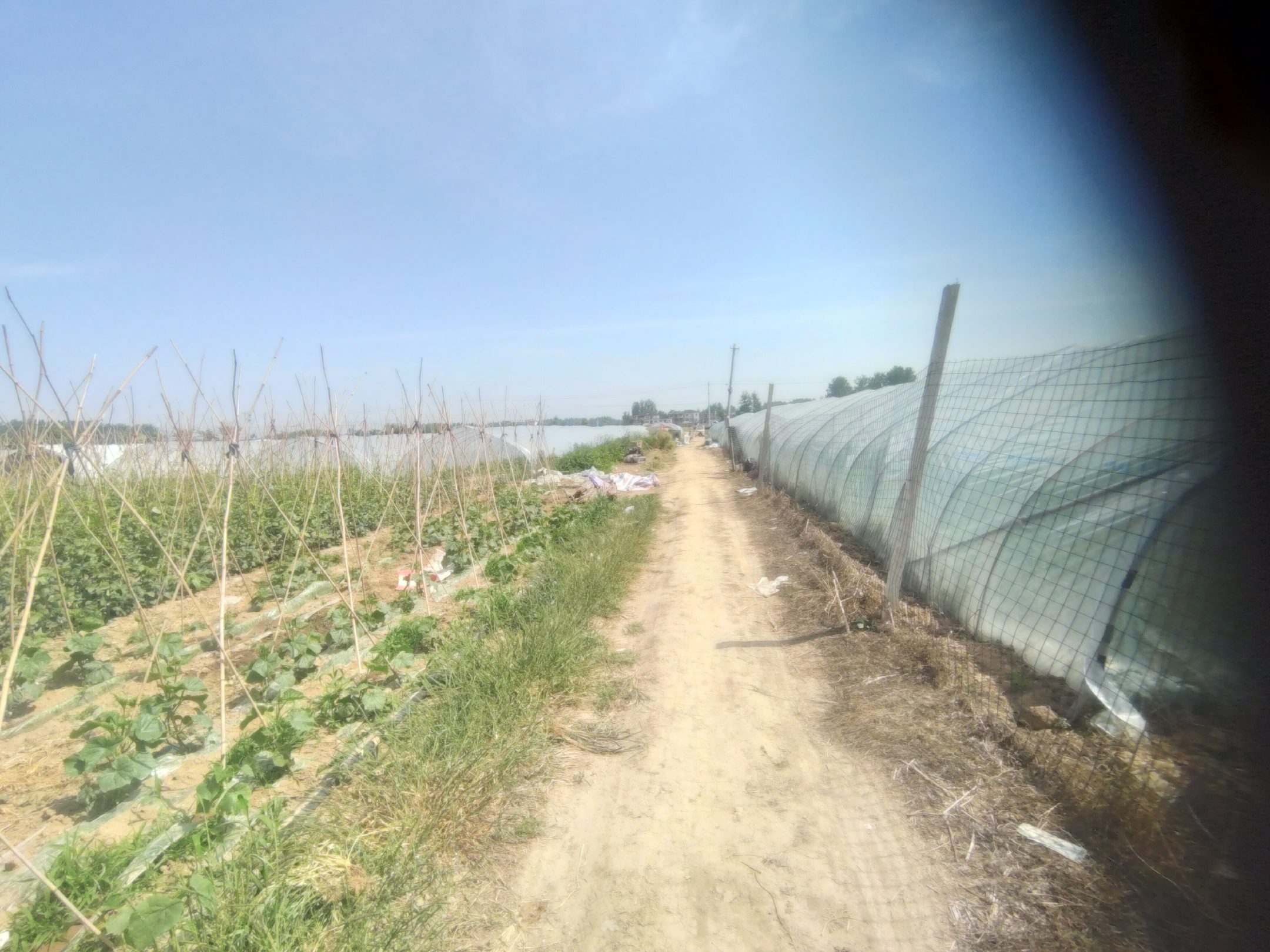 昌乐鄌郚镇无籽西瓜标准化种植基地航拍全景
