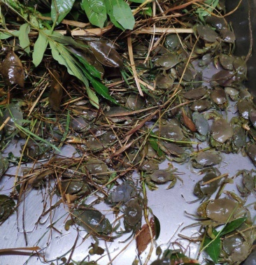 [青蟹苗批发]青蟹苗 大苗价格0.80元/只 - 一亩田