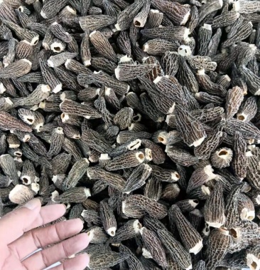 羊肚菌厚肉黑细纹六妹欢迎下单