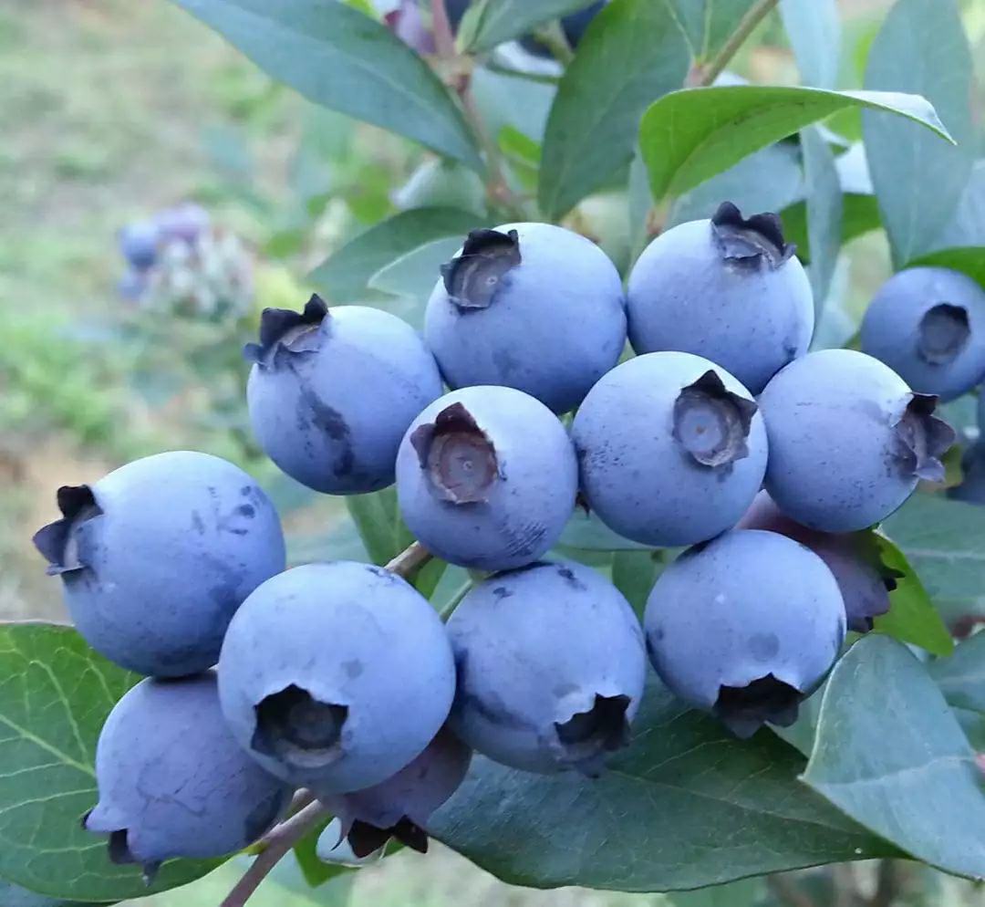 蓝莓果实特写