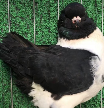 [玩赏鸽批发]大体元宝圆环摩登 大头咪咪眼 有胡观赏鸽价格240.