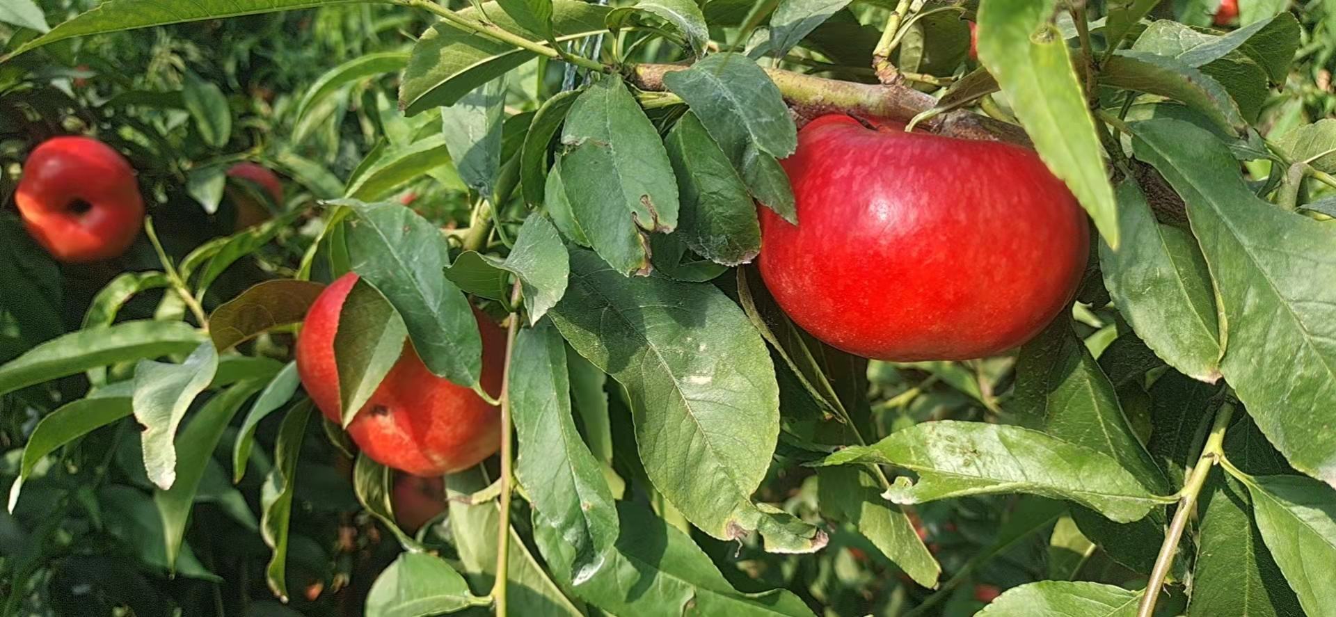 红油蟠桃果园实景