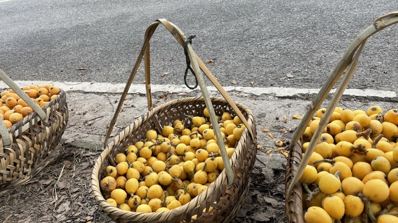 东山白玉枇杷实物图