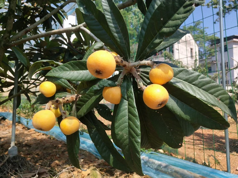 白玉枇杷果实特写
