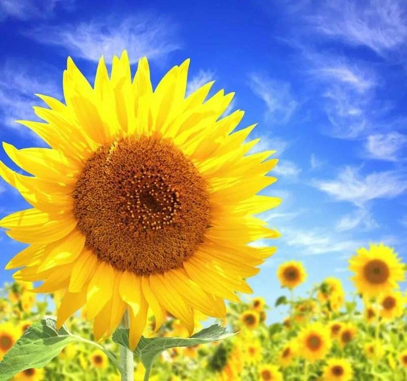 一片盛开的小雏菊生长在阳光下的田野中,周围是绿色草地,背景为蓝天 小雏菊在田野中自然生长