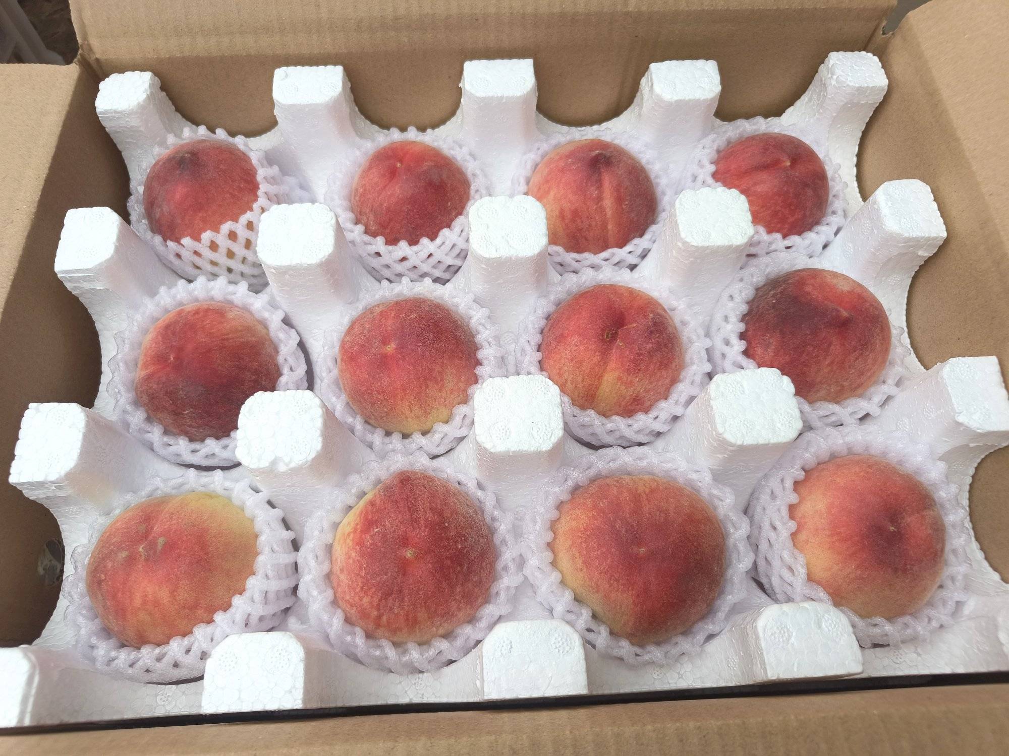 晚蜜王桃果实特写,展示其饱满的果形与红黄相间的果皮色泽 晚蜜王桃特写