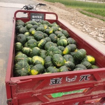 新西兰板栗南瓜爱碧斯南瓜黑金贝贝南瓜产地直发批发粉糯香甜