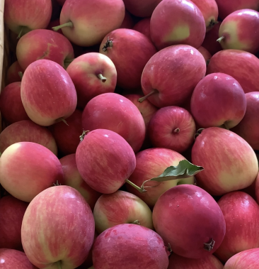 k9小苹果山区小苹果基地东北海棠果只收精品