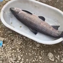 钓场青鱼10+到40+。