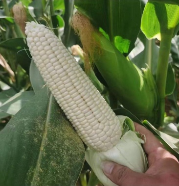 [糯玉米批发]攀枝花 白糯玉米也叫万糯 大量现货中价格1.