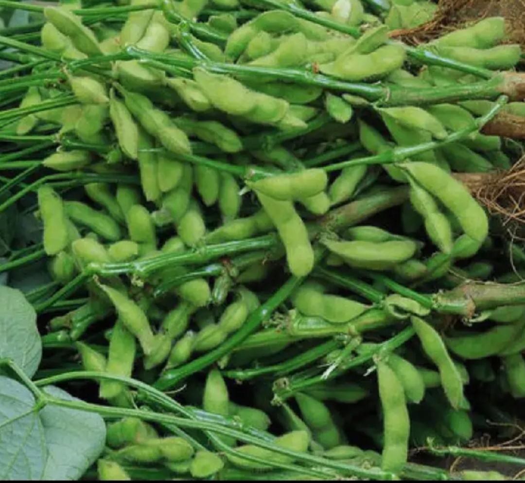 现代化的青大豆加工车间内,自动化传送带正在输送新鲜采摘的翠丰一号豆荚,工人操作设备进行清洗、去荚、漂烫和速冻处理,现场整洁有序,包装区堆叠着印有‘有机认证’标识的成品箱 青大豆加工生产线场景图