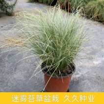 迷雾苔草盆栽阳台庭院花镜种植多年生观赏草