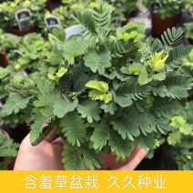 含羞草小盆栽室内阳台植物四季常青易种花卉怕羞草害羞草