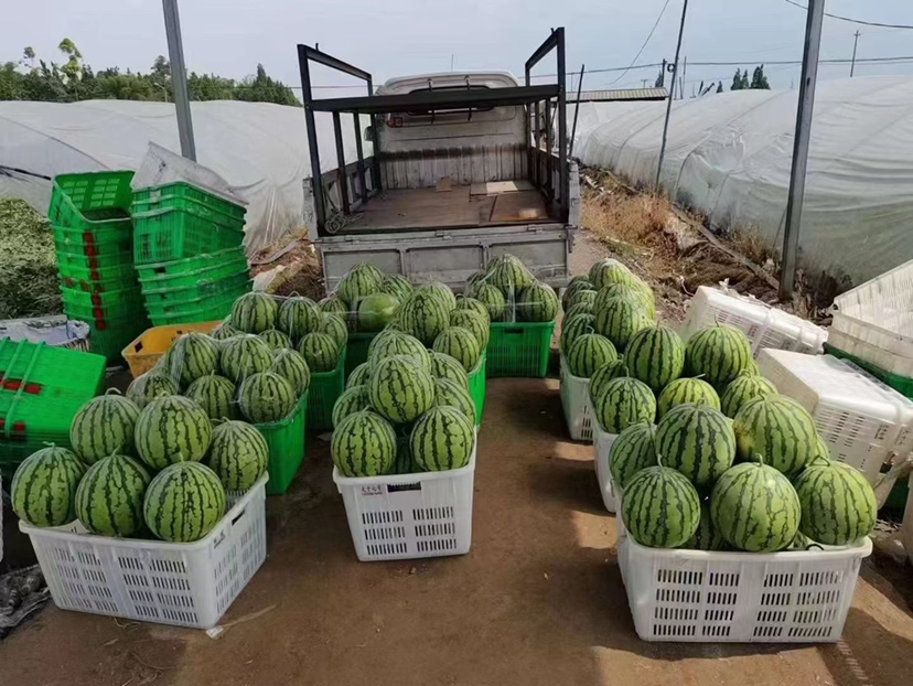 一片广阔的农田中,成排的绿叶藤蔓间躺着圆滚滚的深绿色条纹8424西瓜,几名农民正弯腰采摘并将西瓜装入竹筐,阳光洒在瓜面上泛着光泽,远处有农用车等待运输 成熟采摘季的8424西瓜丰收场景
