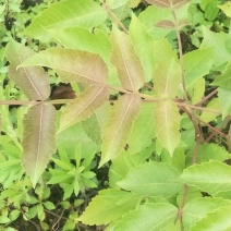 五倍子苗，盐肤木苗，自然生长，可荒山绿化，蜜源植物，耐旱