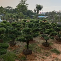 精品罗汉松盆景处理