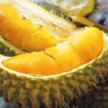 正品嫁接金枕榴莲苗，猫山王榴莲苗，大小规格都有
