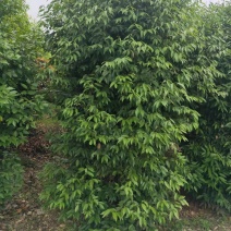 地径12公分天竺桂，基地直供，树型好，常年大量供应
