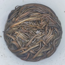 野生黄鳝苗高质量，包存活，量大从优，提供专业养殖技术，