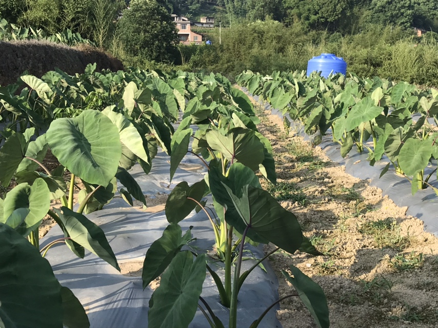 荔浦芋头种植基地航拍