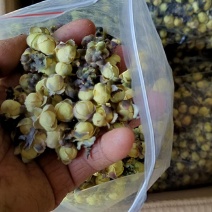 大山里金花茶广西河池市天峨县大山金花茶金花茶