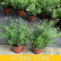 天门冬盆栽中草药苗武竹天冬草明天冬四季常青室内垂吊