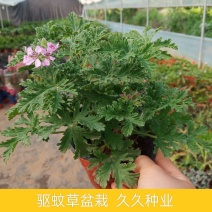 驱蚊草盆栽花卉室内外庭院防虫驱蚊草苗四季好养桌摆绿植夏季