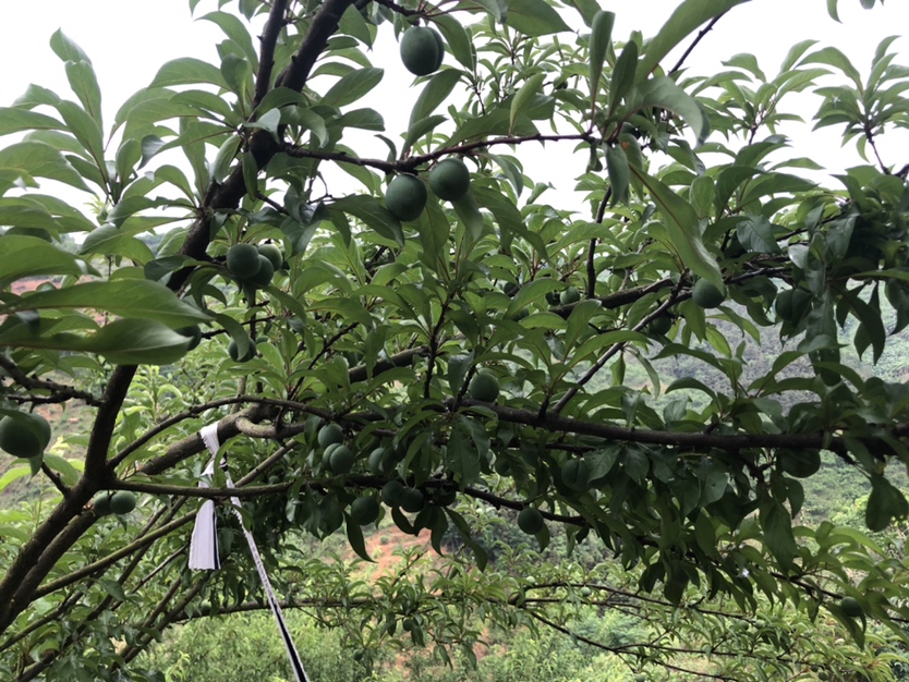 蜂糖李果园中果实饱满、色泽青绿、排列整齐的果实特写 蜂糖李果园特写