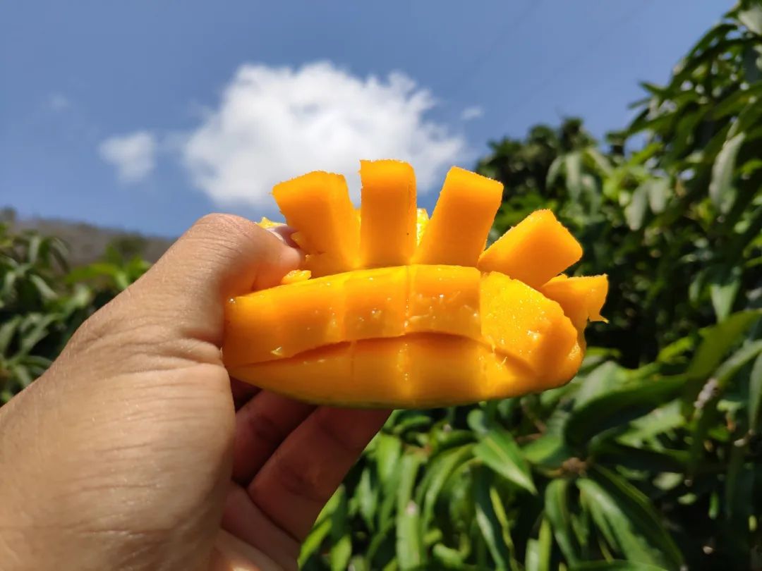 儿童开心地吃小台芒
